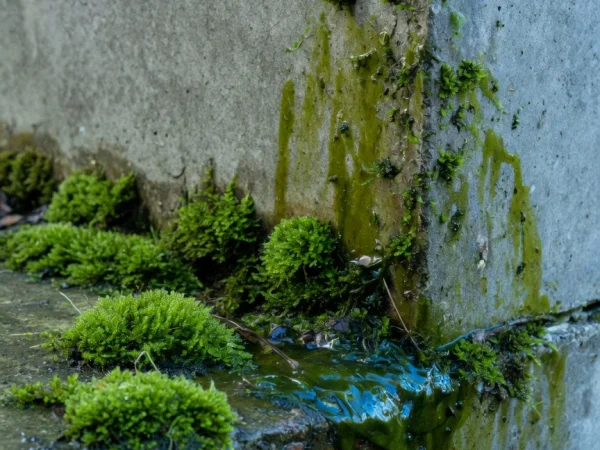 Bioincrustare (mușchi, alge)